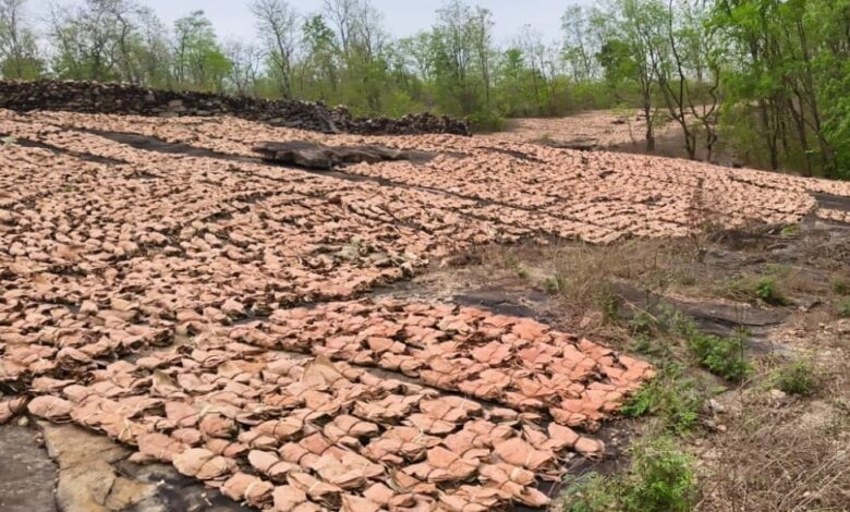 तेंदूपत्ता संग्रहण वनांचल में बना रोजगार और आय का जरिया तेंदूपत्ता संग्रहण वनांचल में बना रोजगार और आय का जरिया